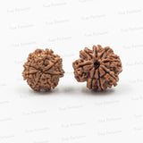 8 Mukhi - Ganesha and Rahu