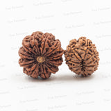 11 Mukhi - Lord Hanuman / 11 Rudras