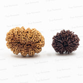 14 Mukhi - Saturn and Mars