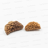 1 Mukhi/Chandramukhi